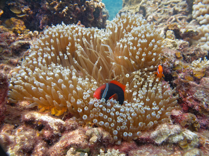 Tomato Anemone Fish